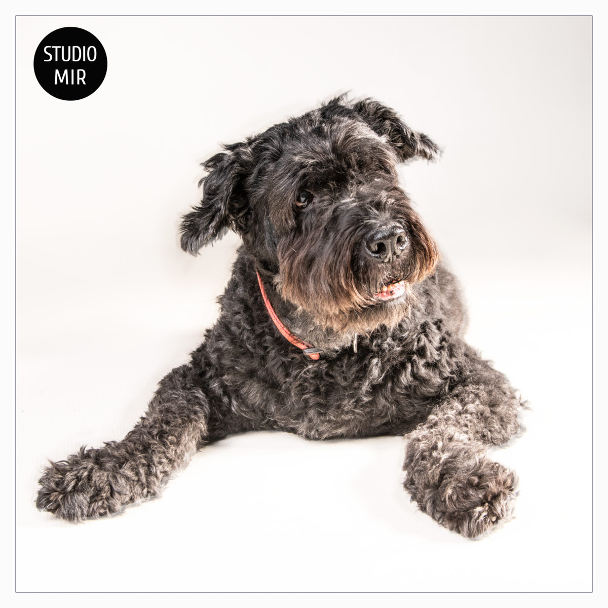 18-11-20-dog-1200x1200