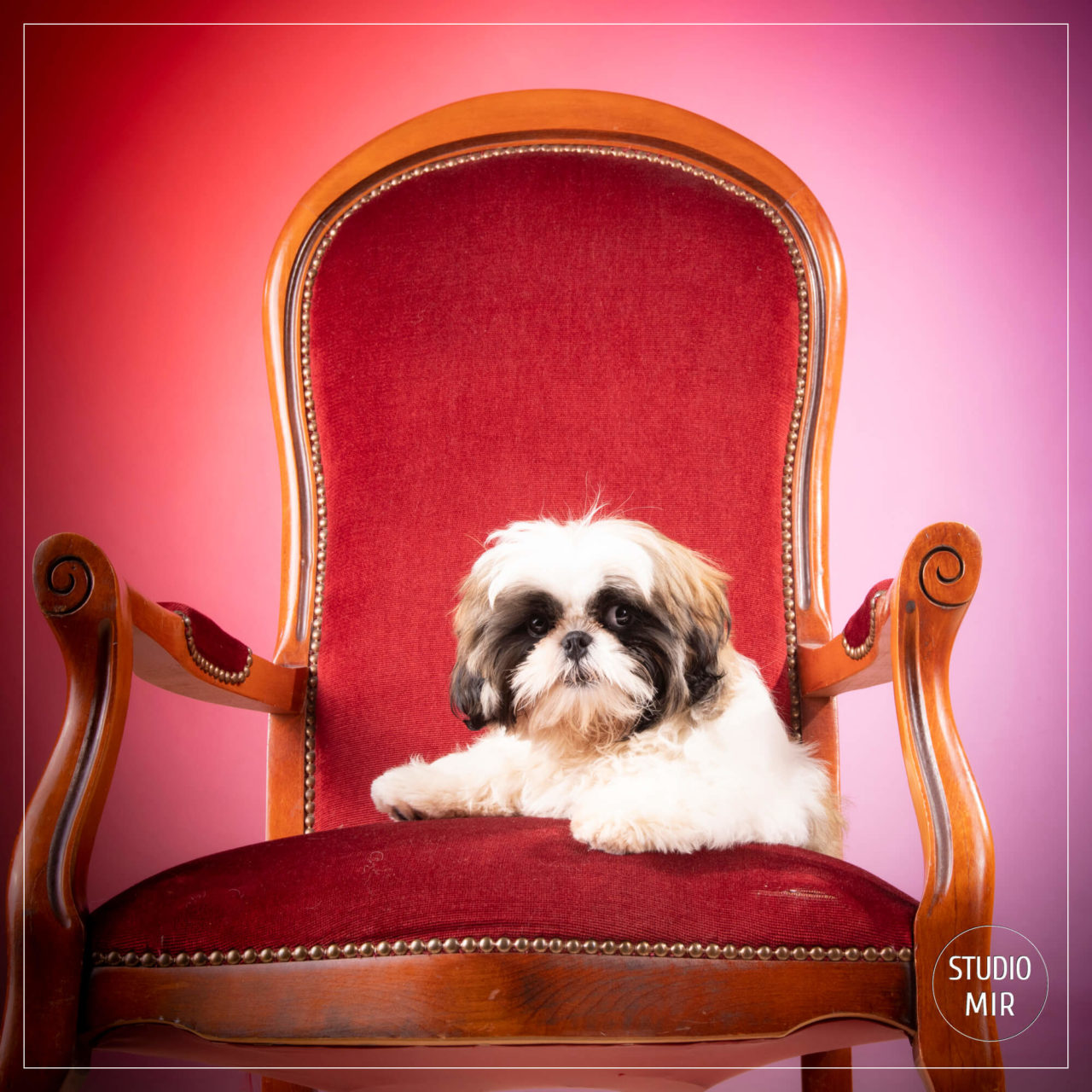 TOP-DOG-5-animal-studio-mir-82-1280x1280